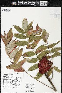 Rhus typhina image