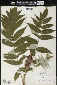 Rhus typhina image