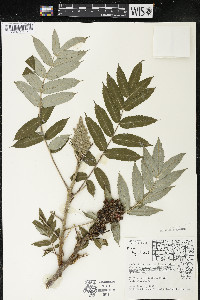 Rhus typhina image