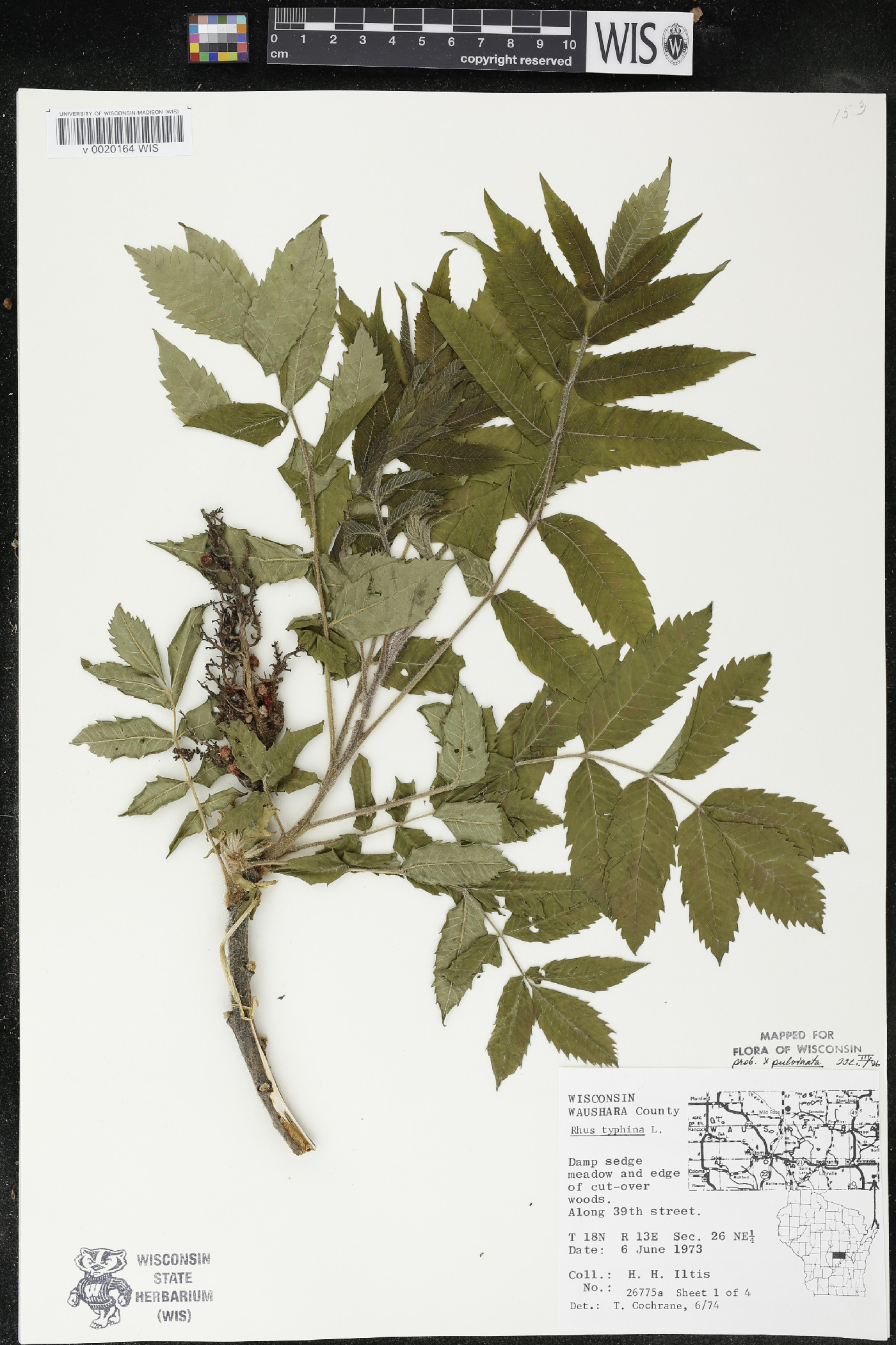 Rhus × borealis image