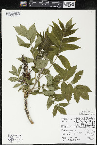 Rhus × borealis image