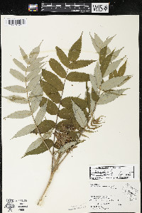 Rhus typhina image