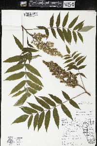 Rhus × borealis image