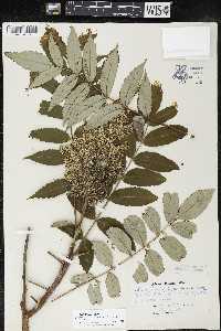 Rhus × borealis image