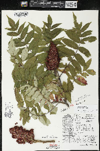 Rhus × borealis image