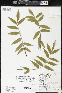 Rhus × borealis image