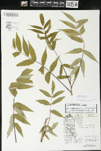 Rhus × borealis image