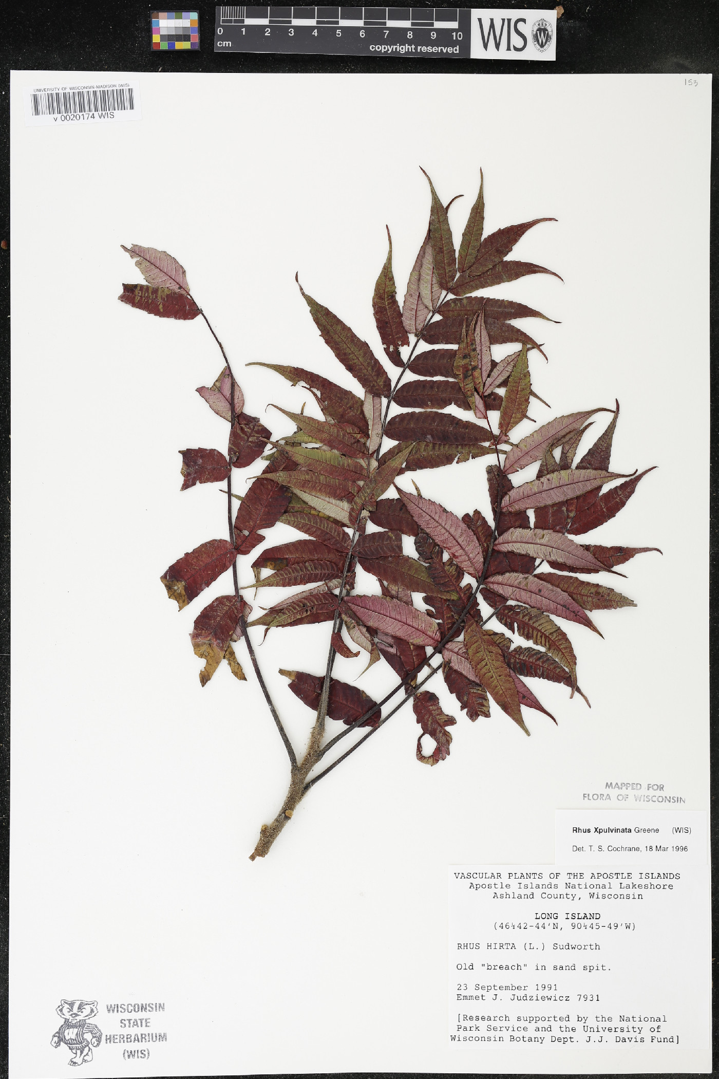 Rhus × borealis image