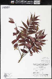 Rhus × borealis image