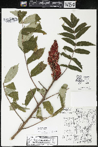 Rhus × borealis image