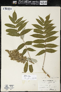 Rhus × borealis image