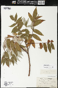 Rhus × borealis image