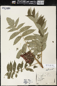 Rhus × borealis image