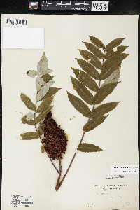 Rhus × borealis image