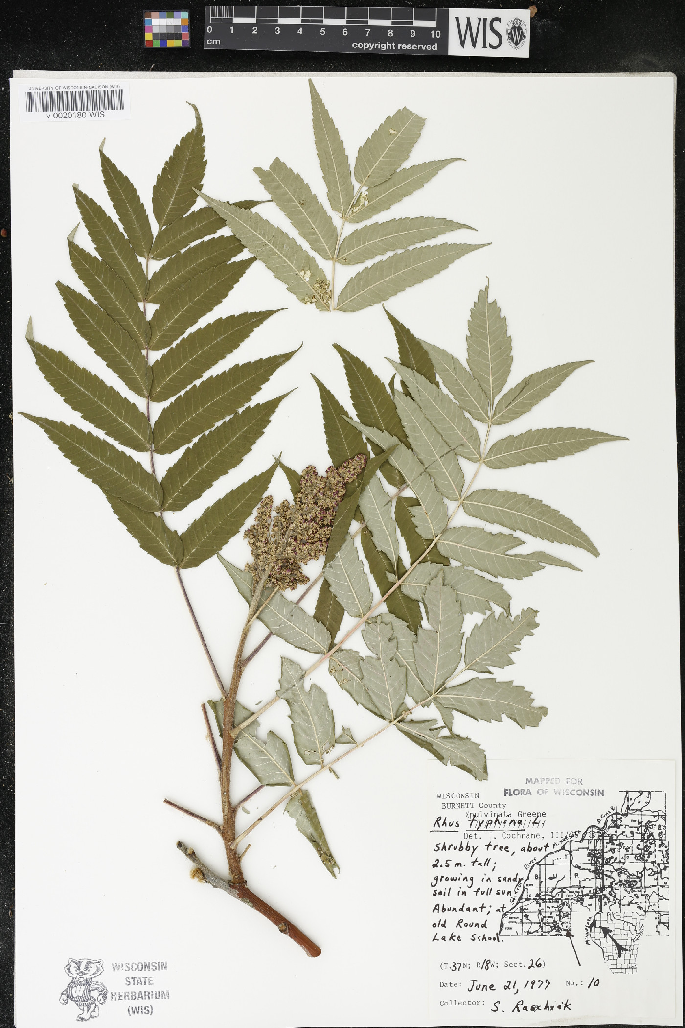 Rhus × borealis image