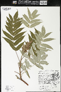 Rhus × borealis image