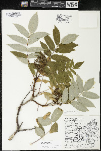 Rhus × borealis image