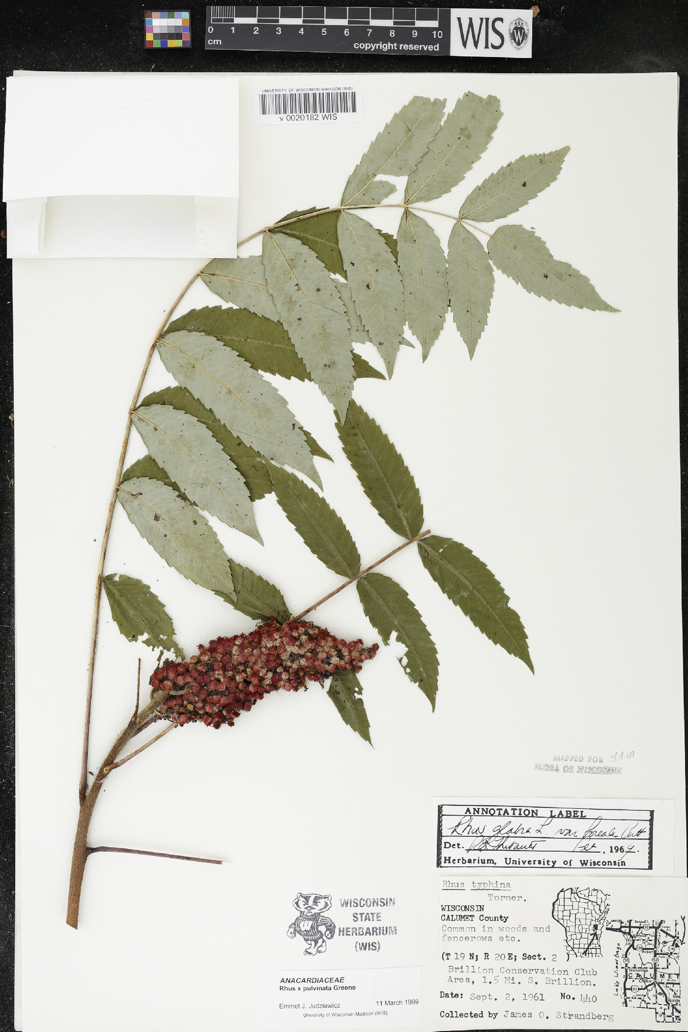 Rhus × borealis image