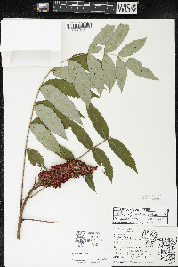 Rhus × borealis image