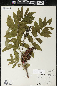 Rhus × borealis image