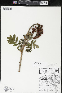 Rhus × borealis image