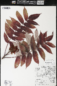 Rhus × borealis image