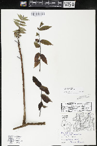 Rhus × borealis image