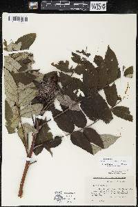 Rhus × borealis image