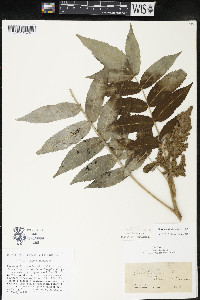 Rhus × borealis image