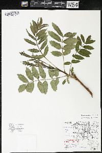 Rhus × borealis image