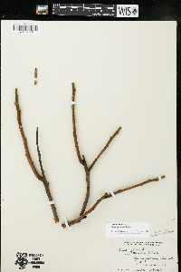 Rhus × borealis image