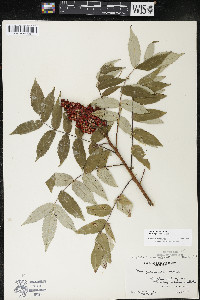 Rhus × borealis image