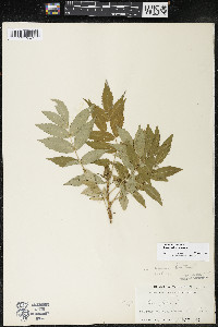 Rhus × borealis image