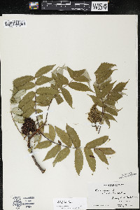 Rhus × borealis image