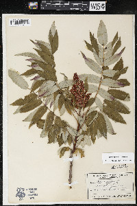 Rhus × borealis image