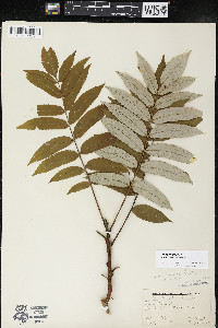 Rhus × borealis image