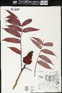 Rhus × borealis image