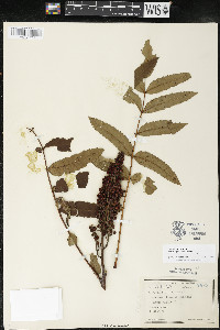 Rhus × borealis image