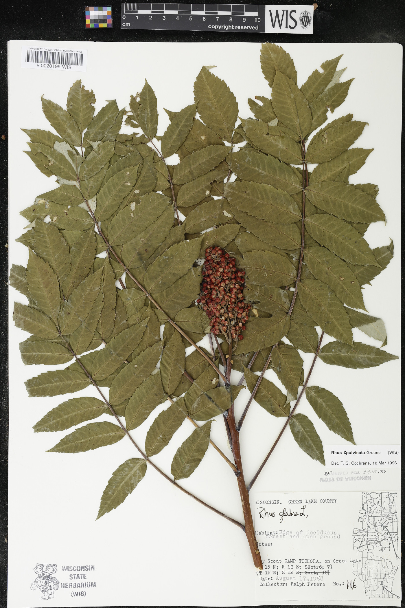 Rhus × borealis image