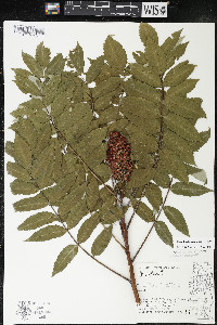 Rhus × borealis image