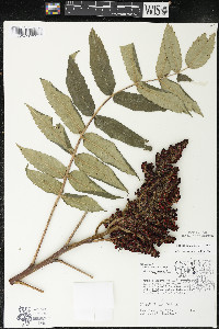 Rhus × borealis image