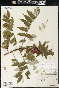 Rhus × borealis image