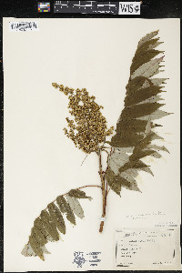 Rhus × borealis image