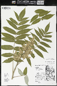 Rhus × borealis image