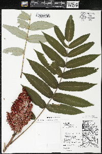 Rhus × borealis image