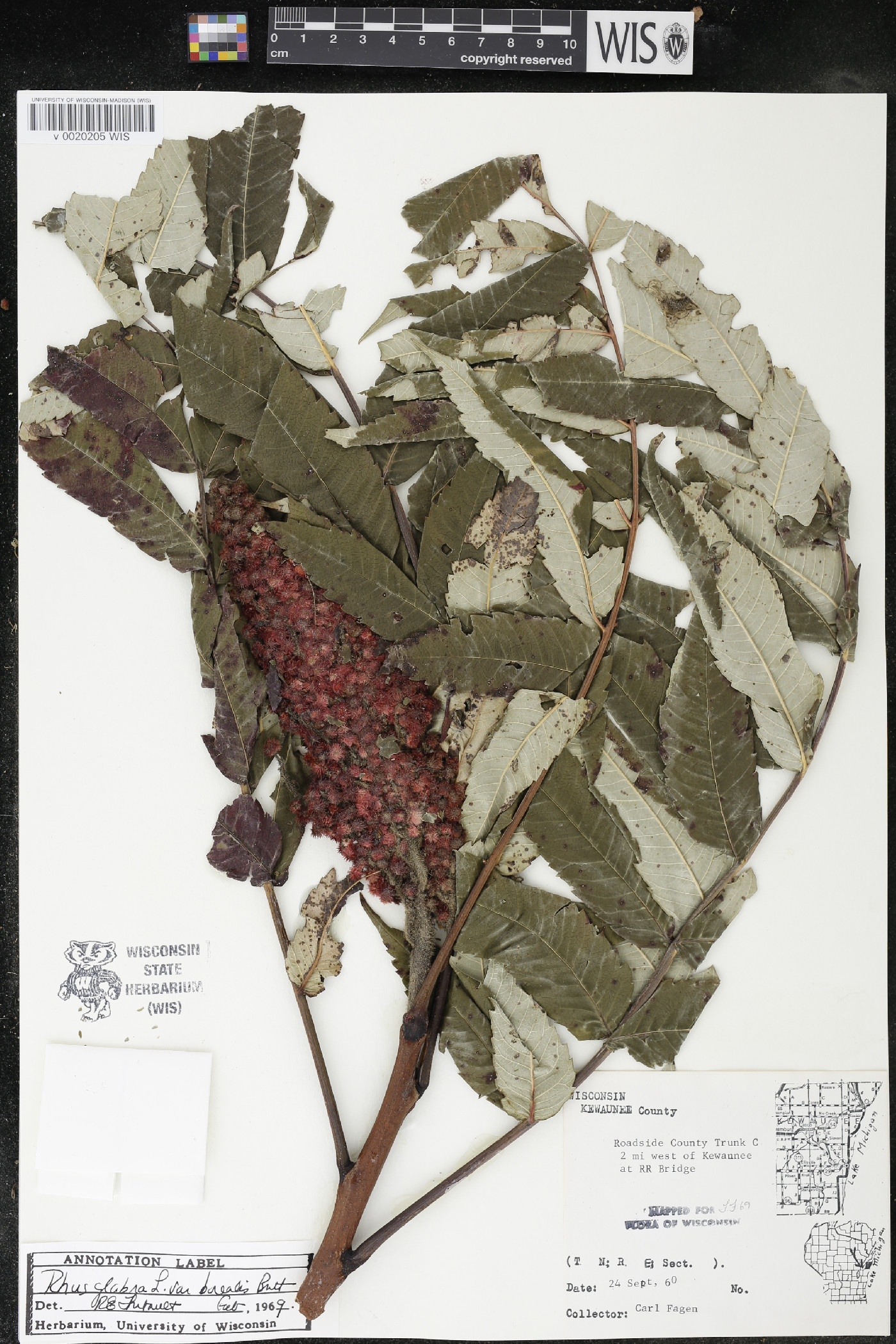 Rhus × borealis image