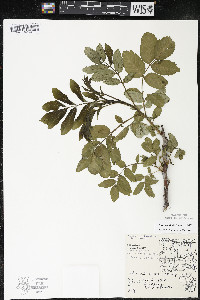 Rhus × borealis image