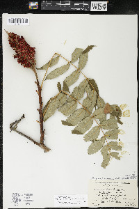 Rhus × borealis image