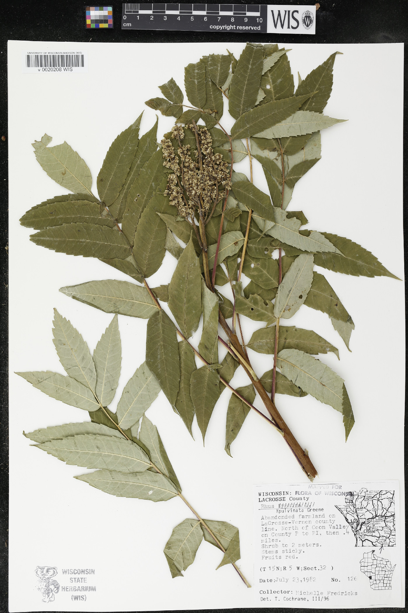 Rhus × borealis image
