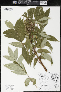 Rhus × borealis image